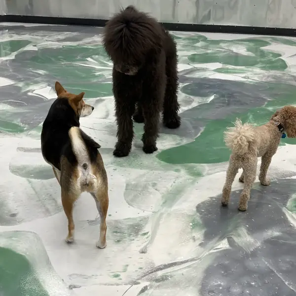 Dog relaxing during a boarding stay